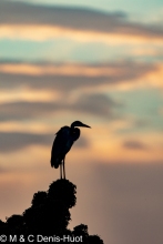 heron à tête noire / black-headed heron