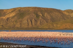 lac Bogoria / lake Bogoria