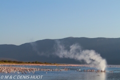 lac Bogoria / lake Bogoria