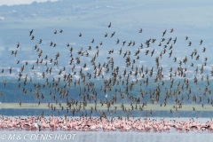 lac Nakuru / lake Nakuru