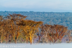 parc de Nakuru / Nakuru national park