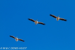 pélican blanc / white pelican