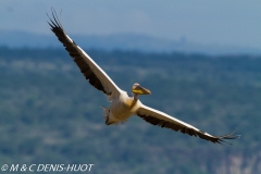 pélican blanc / white pelican