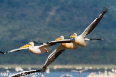 pélican blanc / white pelican