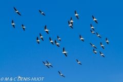 pélican blanc / white pelican