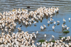 pélican blanc / white pelican