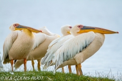 pélican blanc / white pelican