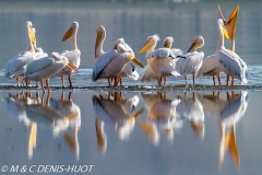 pélican blanc / white pelican