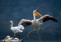 pélican blanc / white pelican