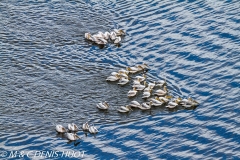 pélican blanc / white pelican