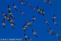 pélican blanc / white pelican