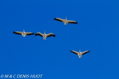 pélican blanc / white pelican