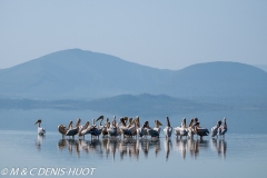 pélican blanc / white pelican