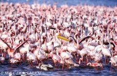 pélican blanc / white pelican