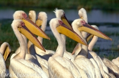 pélican blanc / white pelican