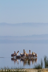 pélican blanc / white pelican