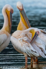 pélican blanc / white pelican