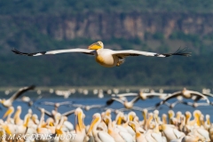 pélican blanc / white pelican