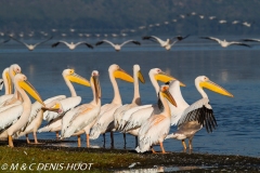 pélican blanc / white pelican