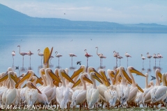 pélican blanc / white pelican