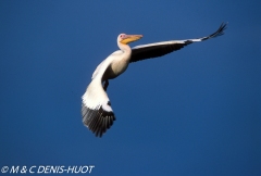 pélican blanc / white pelican