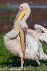 pélican blanc / white pelican