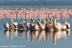 pélican blanc / white pelican