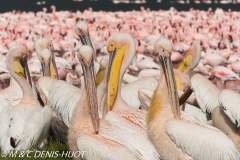 pélican blanc / white pelican