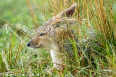 chacal à chabraque / black-backed jackal