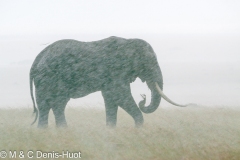 éléphant d'Afrique / african elephant