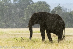 éléphant d'Afrique / african elephant