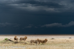 lion mâle / male lion