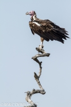 vautour oricou / lappet-faced vulture