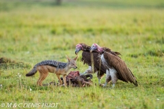 chacal et vautour / jackal and vulture