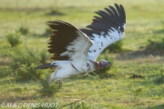 vautour oricou / lappet-faced vulture