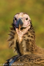 vautour oricou / lappet-faced vulture