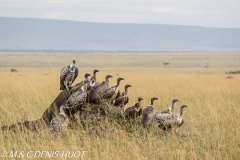 vautours / vultures