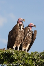 vautour oricou / lappet-faced vulture