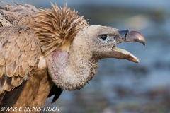 vautour de Rüppell / Rueppell's Griffon