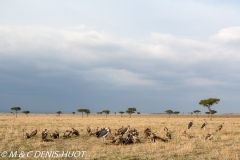 vautours et marabouts / vultures and marabou storks