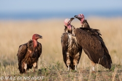 vautour oricou / lappet-faced vulture