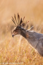 serpentaire / secretary bird