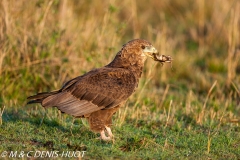 bateleur