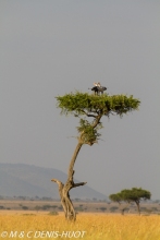 serpentaire / secretary bird