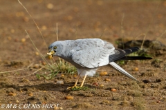 busard Saint-Martin / hen harrier