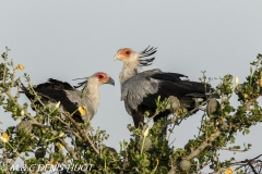 serpentaire / secretary bird