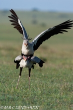 serpentaire / secretary bird