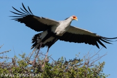 serpentaire / secretary bird