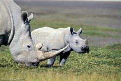 RHINOCEROS BLANC