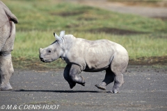 rhinocéros blanc / white rhino